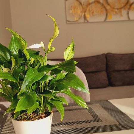 Comfy Apartment- Sunny Balcony Tirana Exterior photo