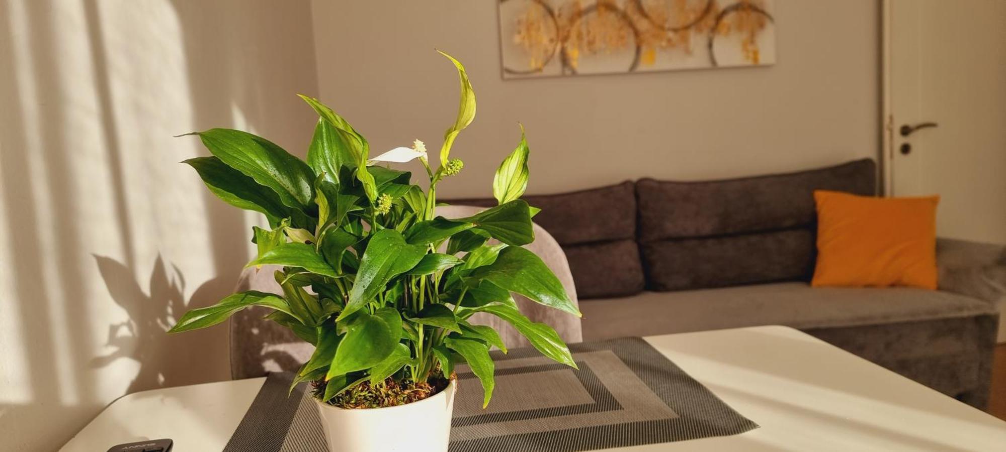 Comfy Apartment- Sunny Balcony Tirana Exterior photo
